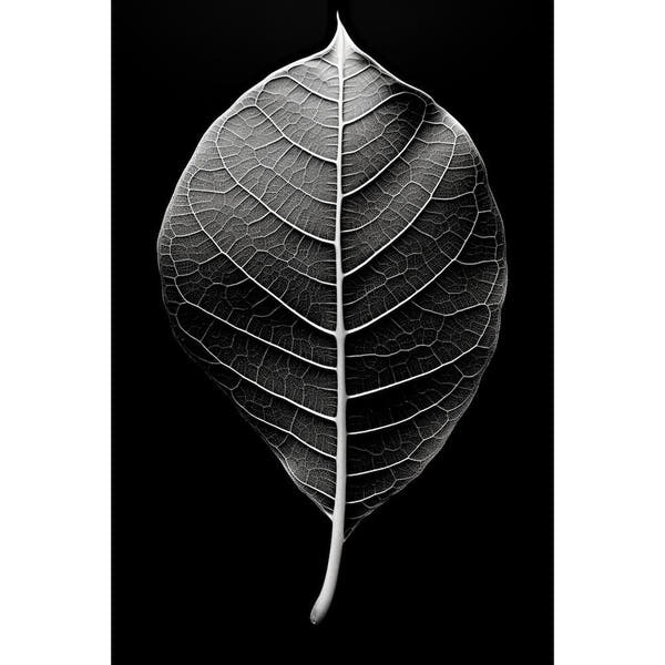 Black and White Leaf Canvas