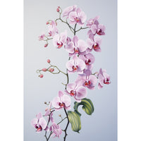 Thumbnail for Canvas of Orchids