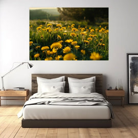 Meadow of yellow dandelions glowing in golden-hour evening sun