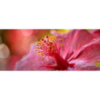 Thumbnail for 3 Piece Flower Painting Wall Art