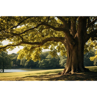 Thumbnail for Oak Tree Painting Art