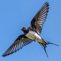 Thumbnail for Swallow Painting