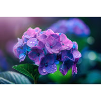 Thumbnail for Hydrangea Painting