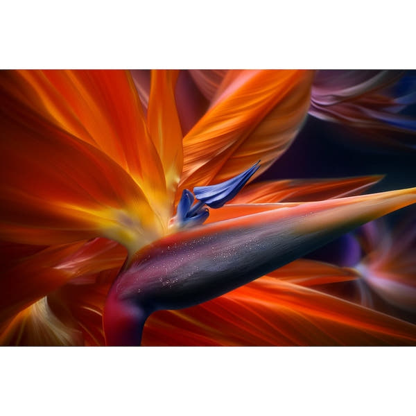 Bird of Paradise Painting