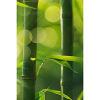 Thumbnail for Green Bamboo Canvas
