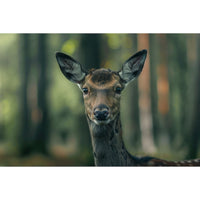 Thumbnail for Woodland Animal Canvas