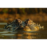 Thumbnail for Crocodile Painting