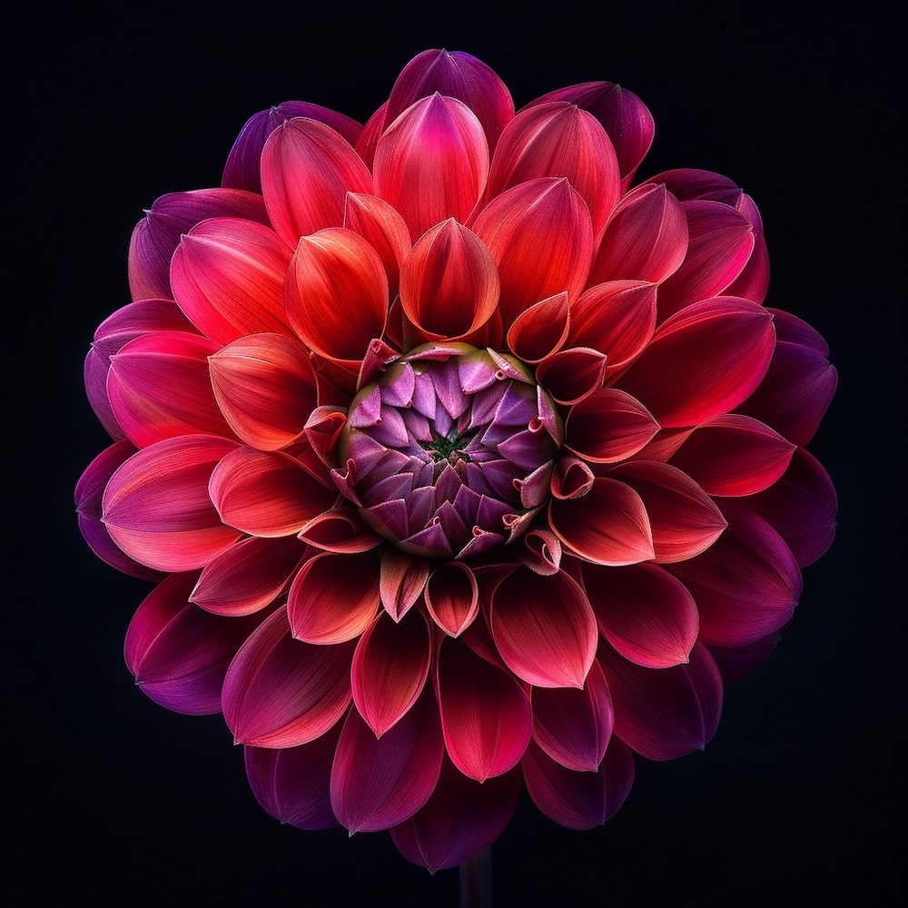 Dahlia Flower Canvas
