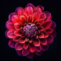 Thumbnail for Dahlia Flower Canvas