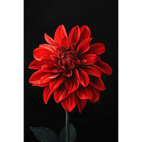 Thumbnail for Red and Black Flower Canvas