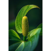 Thumbnail for Green Flower Painting