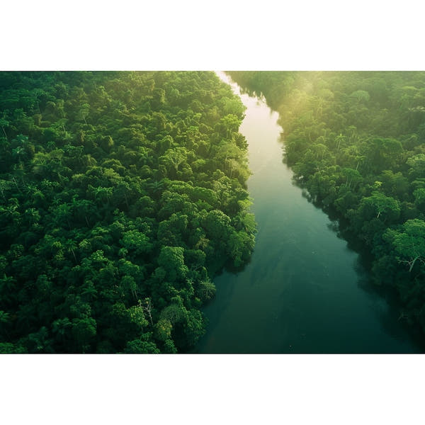 Amazon Rainforest Painting