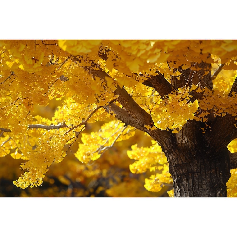 Ginkgo Tree Canvas