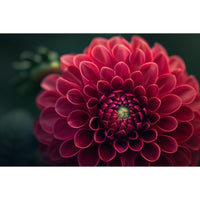 Thumbnail for Large Flower Painting