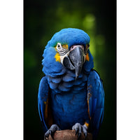 Thumbnail for Beautiful Parrot Canvas
