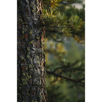 Thumbnail for Pine Tree Painting