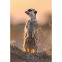 Thumbnail for Meerkat Canvas