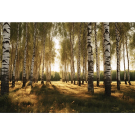 Birch Trees Sunset Canvas