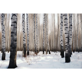 Birch Trees in Snow Canvas