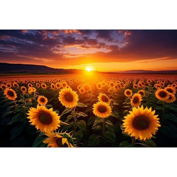 Sunset Sunflower Field canvas