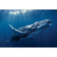 Thumbnail for Whale Painting