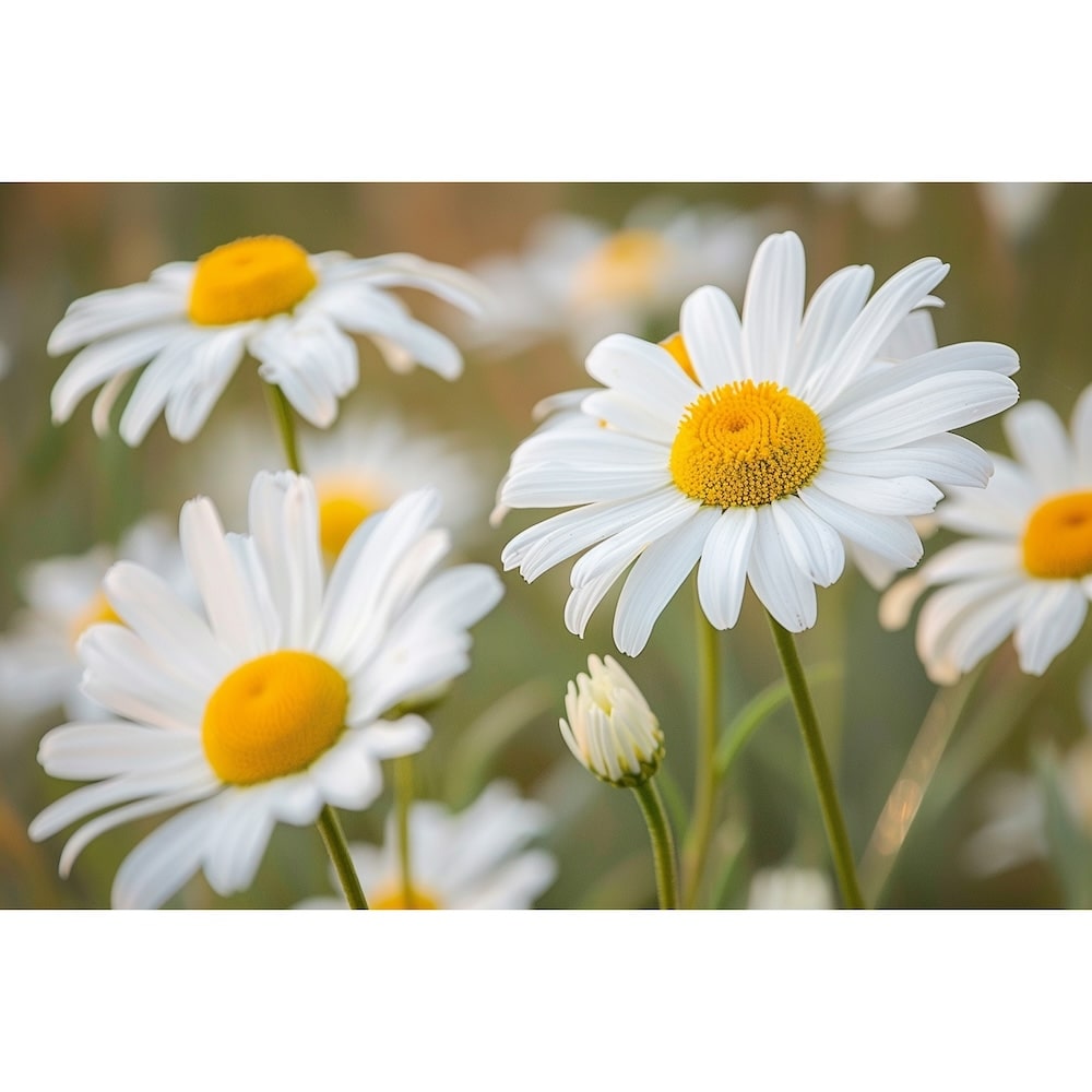Daisy Flower Painting