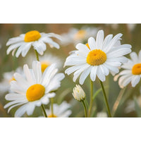 Thumbnail for Daisy Flower Painting