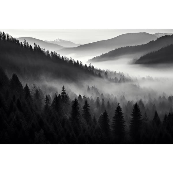 Black and White Forest Canvas