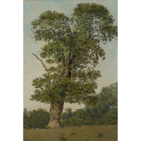Thumbnail for Famous Canvas of a Tree