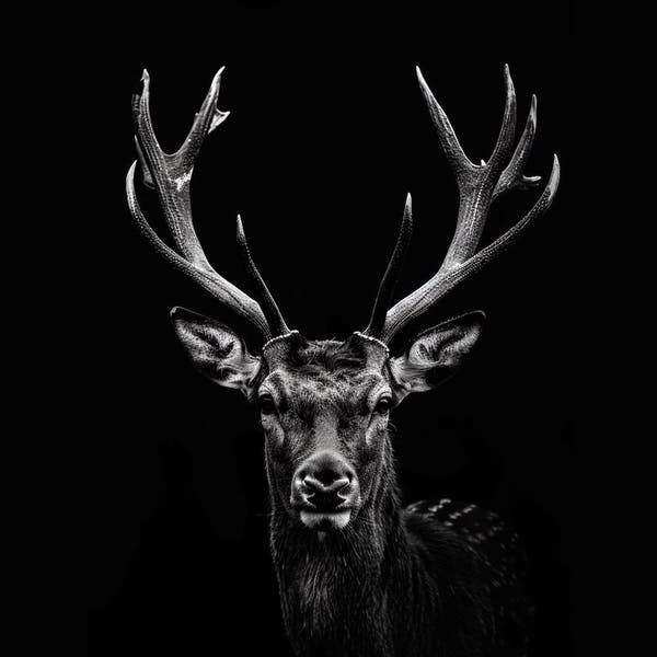 Stag Head Canvas