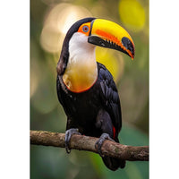 Thumbnail for Toucan Painting