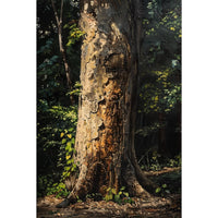 Thumbnail for Canvas of a Tree Trunk